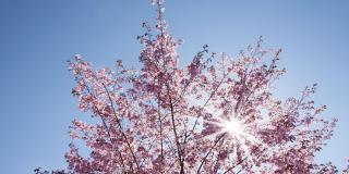 ein blühender Kirschbaum vor der tiefstehenden Sonne