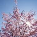 ein blühender Kirschbaum vor der tiefstehenden Sonne